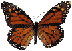 Gifs Animés papillons 283