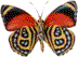 Gifs Animés papillons 286