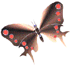 Gifs Animés papillons 305