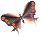Gifs Animés papillons 328