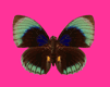Gifs Animés papillons 57