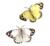 Gifs Animés papillons 66