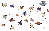 Gifs Animés papillons 87