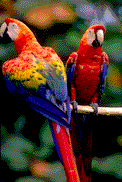 Gifs Animés perroquets 21