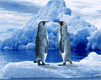 Gifs Animés pinguins 54
