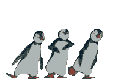 Gifs Animés pinguins 55