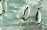 Gifs Animés pinguins 61