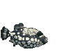 Gifs Animés poissons 123