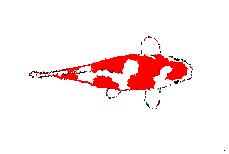 Gifs Animés poissons 250
