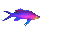 Gifs Animés poissons 30