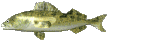 Gifs Animés poissons 402