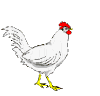 Gifs Animés poulle oeuf 34