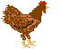 Gifs Animés poulle oeuf 69