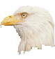 Gifs Animés rapaces 27