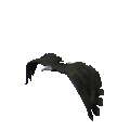 Gifs Animés rapaces 67