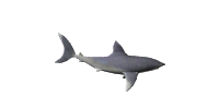 Gifs Animés requins 15
