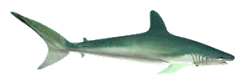Gifs Animés requins 29