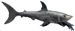 Gifs Animés requins 44