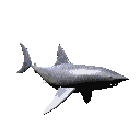 Gifs Animés requins 53