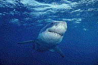 Gifs Animés requins 54