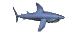 Gifs Animés requins 98