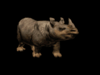 Gifs Animés rhinoceros 6