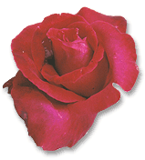 EMOTICON rose 135