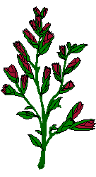 Gifs Animés rose 160