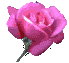 EMOTICON rose 41