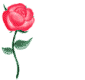 Gifs Animés rose 67