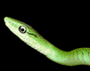 Gifs Animés serpents 13