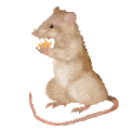 Gifs Animés souris 144