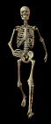 Gifs Animés squelette 26