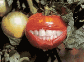 Gifs Animés tomates 33
