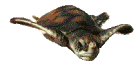 Gifs Animés tortues 106