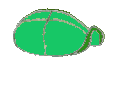 Gifs Animés tortues 92