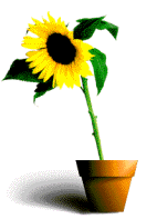 Gifs Animés tournesol 13