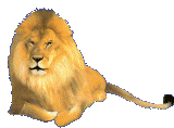 Gifs Animés tugres-lions 104