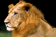 Gifs Animés tugres-lions 24
