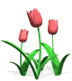 Gifs Animés tulipes 13