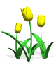 Gifs Animés tulipes 14