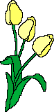 Gifs Animés tulipes 20