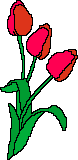Gifs Animés tulipes 21