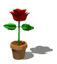 Gifs Animés vase a fleurs 15
