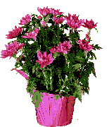 Gifs Animés vase a fleurs 46