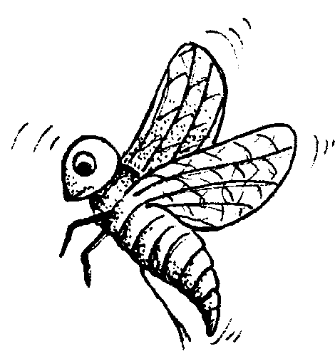 INSECTE 